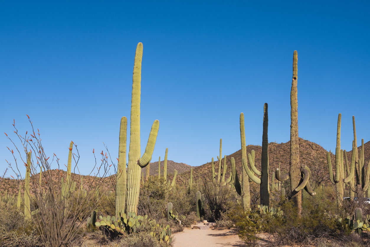 Saguaro National Park and Blue Sky