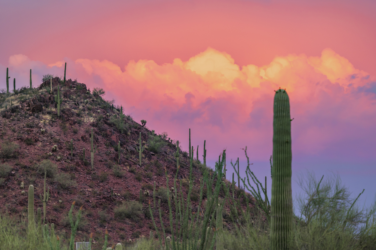 Saguaro National Park