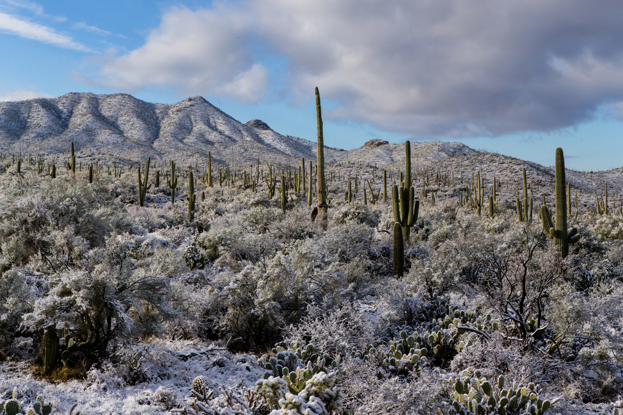 Desert Snow