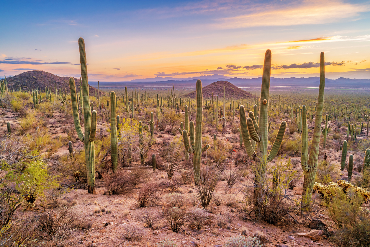 Tucson Desert